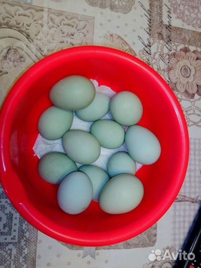 Петух ухейилюй