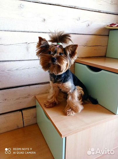 Гостиница для домашних животных в Заречной