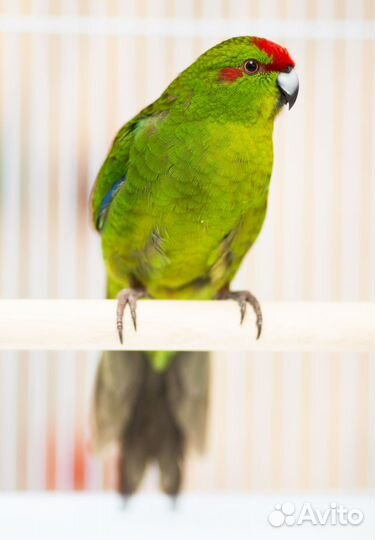 Какарик зеленый птенцы