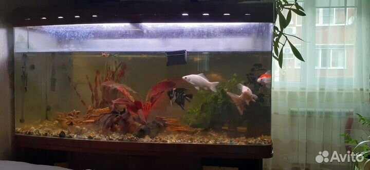 Большой аквариум торг