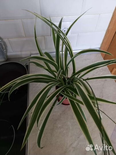 Хлорофитум