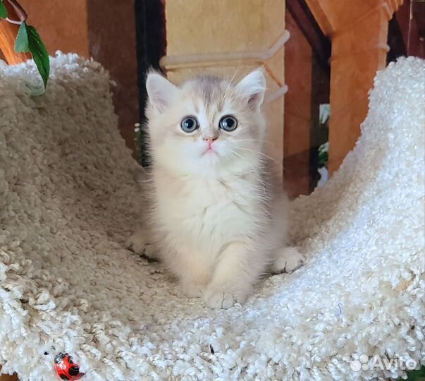 Мальчик голубое золото