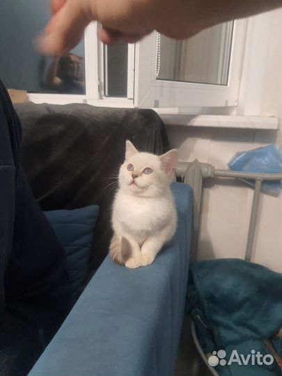 Британские котята