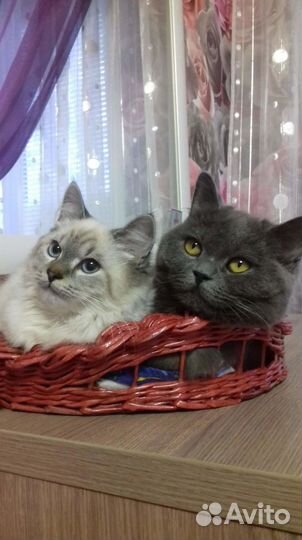 Кошка невская маскарадная