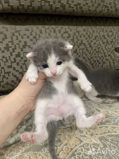 Котенок котёнок кошка