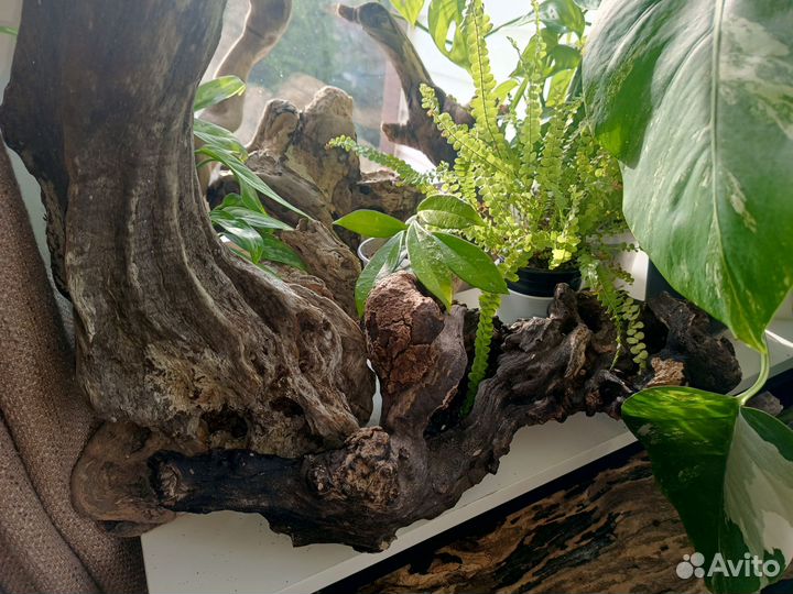 Коряги дрифтвуд топляк