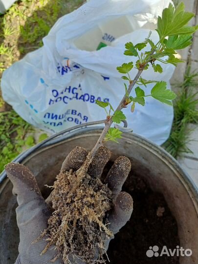 Саженцы крыжовник смородина жимолость