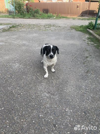 Собака в добрые руки