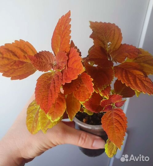 Колеусы черенки и в горшочках