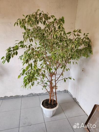 Фикус бенджамина Большой