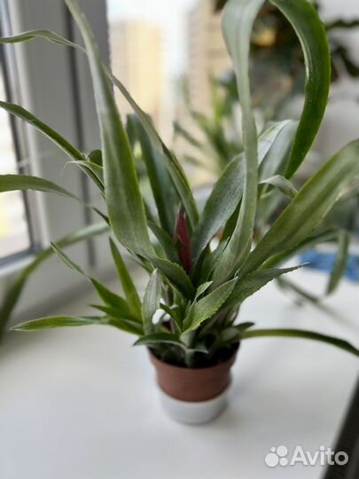 Бильбергия