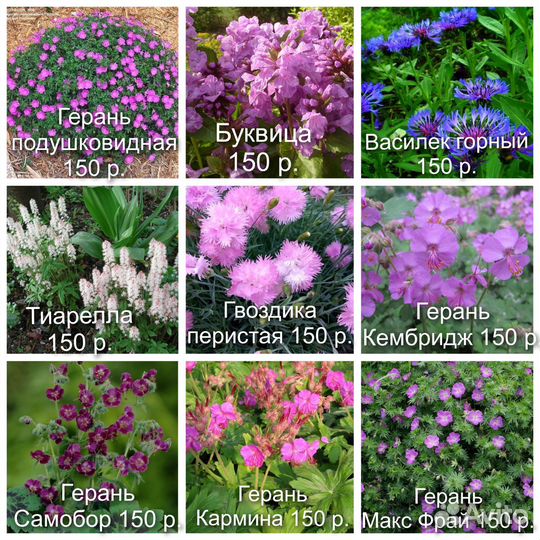 1 многолетние цветы