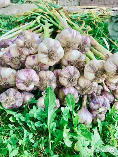 Чеснок