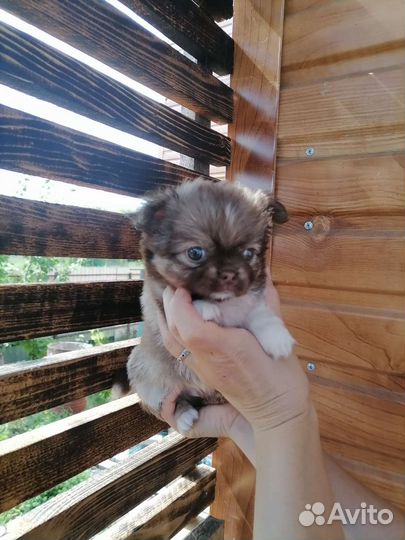 Мальчик чихуахуа(длинношерстный)