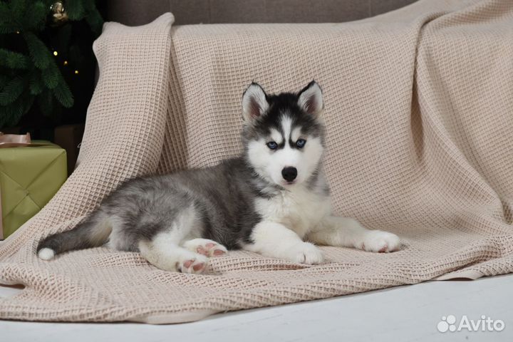 Щенки породы Сибирский хаски