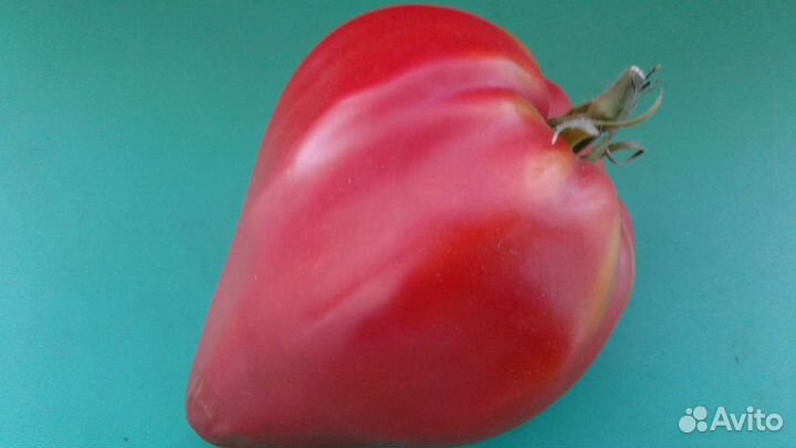 Семена и Рассада Коллекционных помидоров томатов