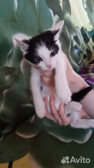 Котята 3 месяца