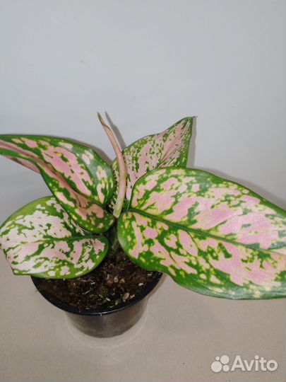 Аглаонема споттед стар