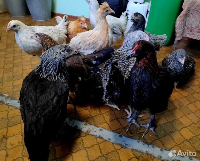 Куры молодки