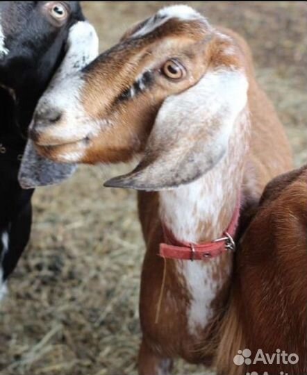 Козы дойные, козлы