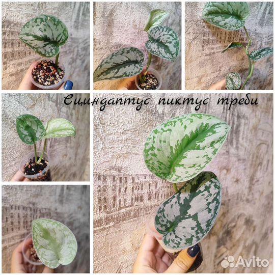 Эпипремнумы, сциндапсус (обновление Август)