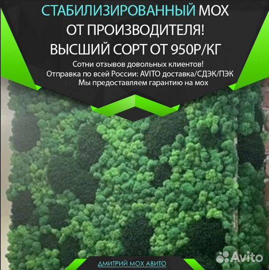 Стабилизированный мох ягель для стен