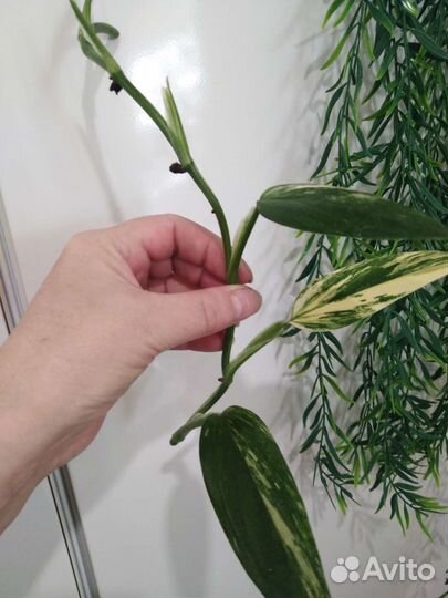 Фил Кобра жел вар