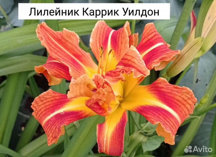 Лилейники сортовые