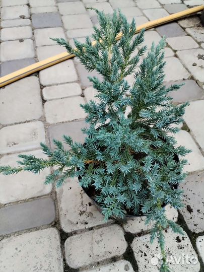 Можжевельник