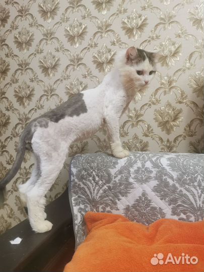 Кошки в добрые руки бесплатно