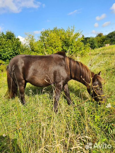 Лошадь пони