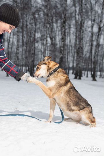 Жизнерадостная собака мечтает о доме