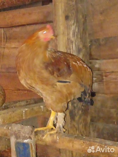 Молодые петухи