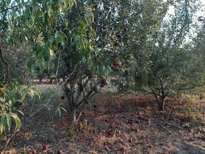 Участок 9 сот. (ИЖС)