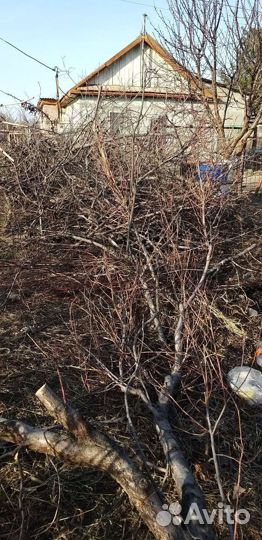 Ветки фруктовых деревьев