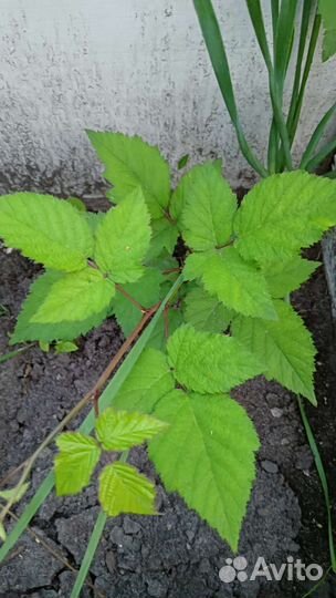 Земклуника, смородина черная,белая, жимолость