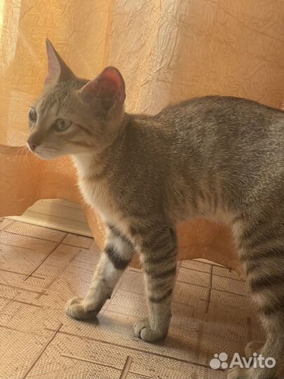 Кошка в добрые руки