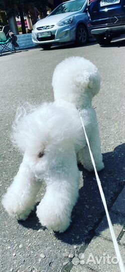 Бишон фризе вязка