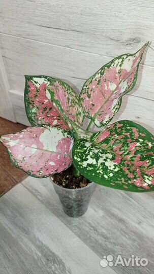 Анимани триколор аглаонема