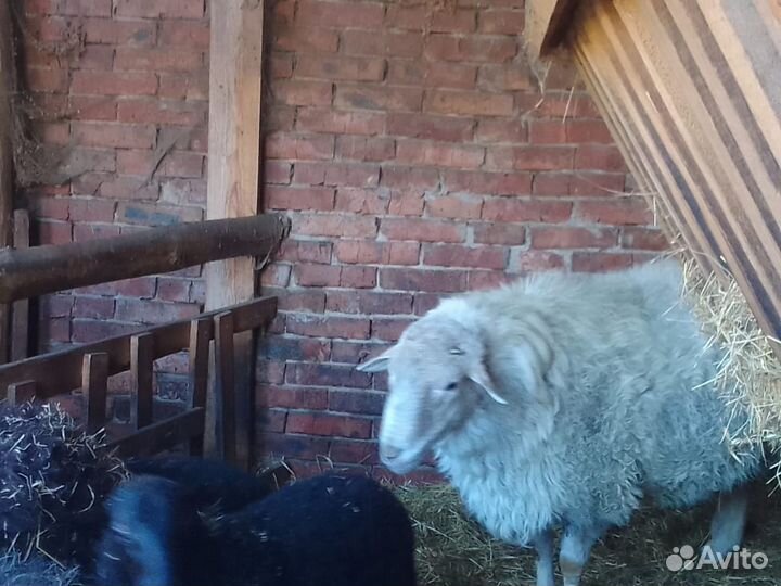 Овцы бараны