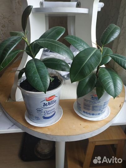 Фикус мелколистный