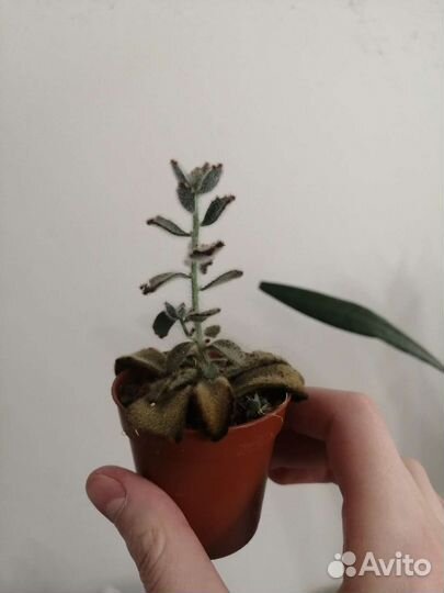 Суккулент каланхоэ