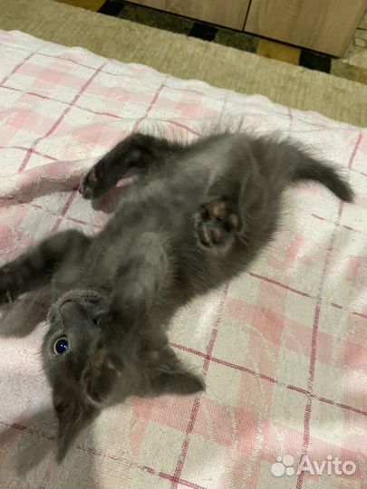 Отдам бесплатно