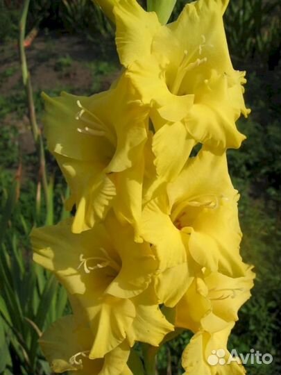 Гладиолусы Алабама