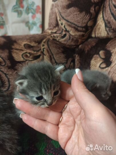 Кошка в дар бесплатно