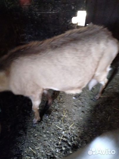 Коза дойная молочная