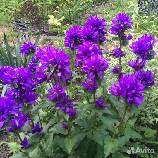 Рассада бархотки