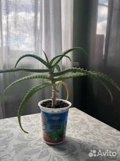 Алоэ лечебный