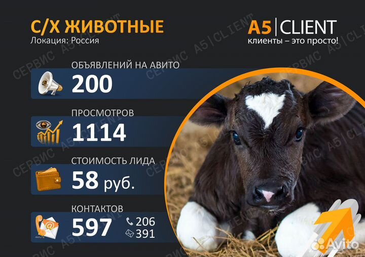 Авитолог / Услуги авитолога