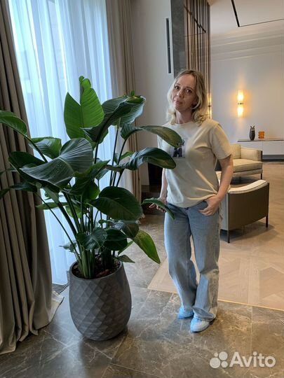 Озеленение квартиры